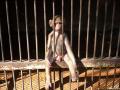 Animals/Insects monkey in the jail